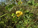 Senna obtusifolia