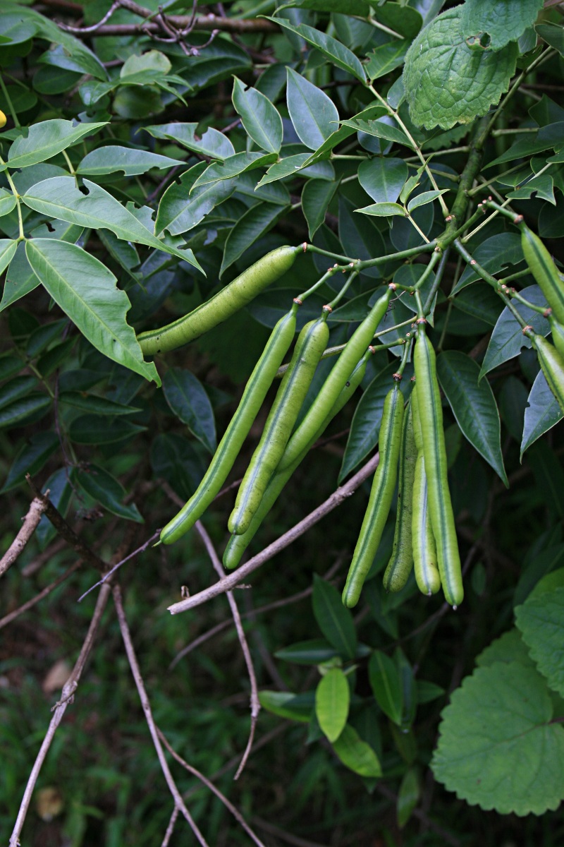 Senna septemtrionalis