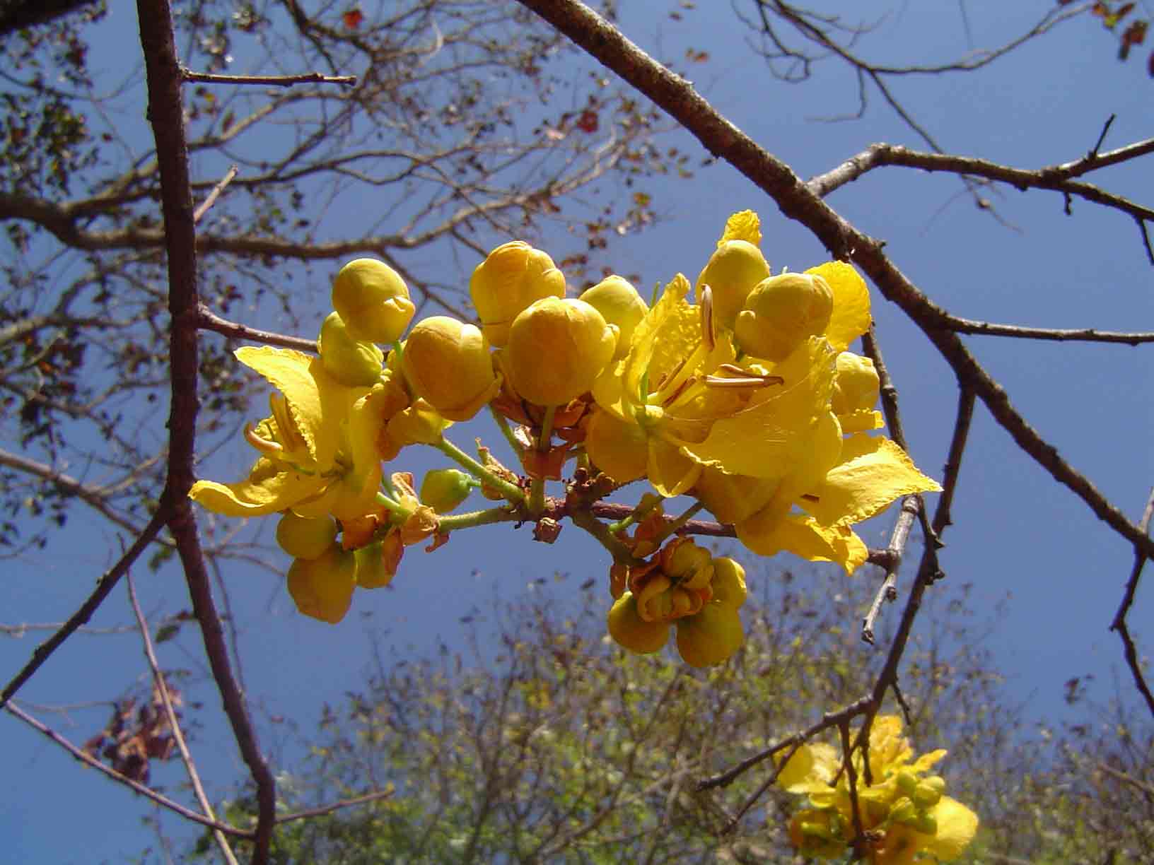 Senna singueana