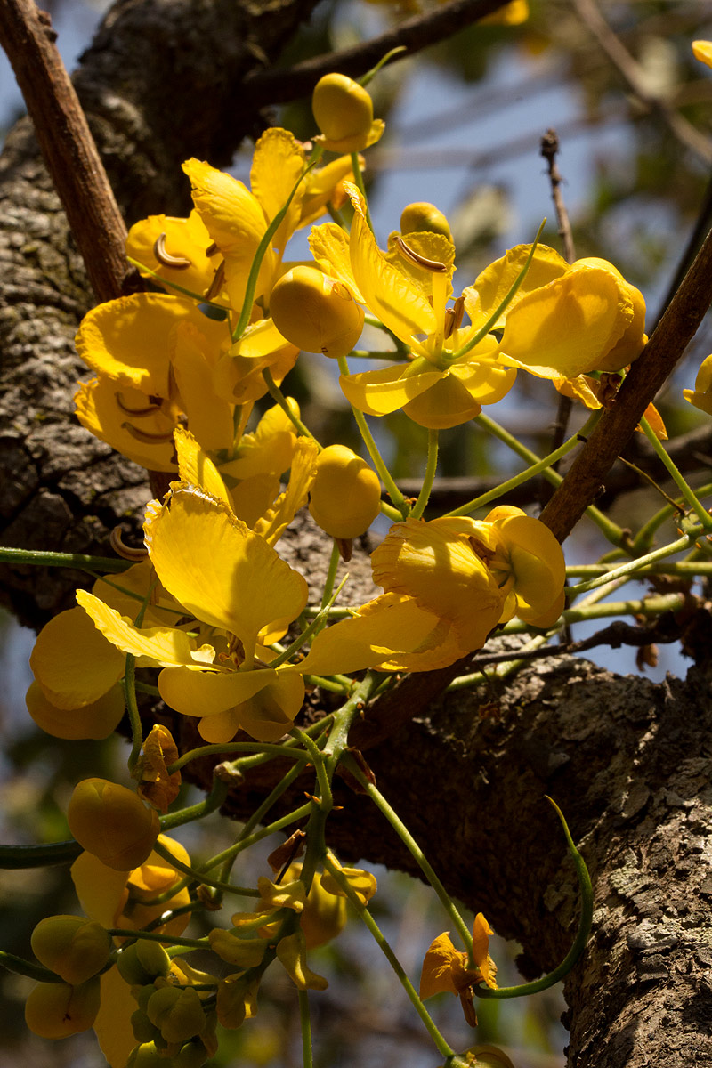 Senna singueana