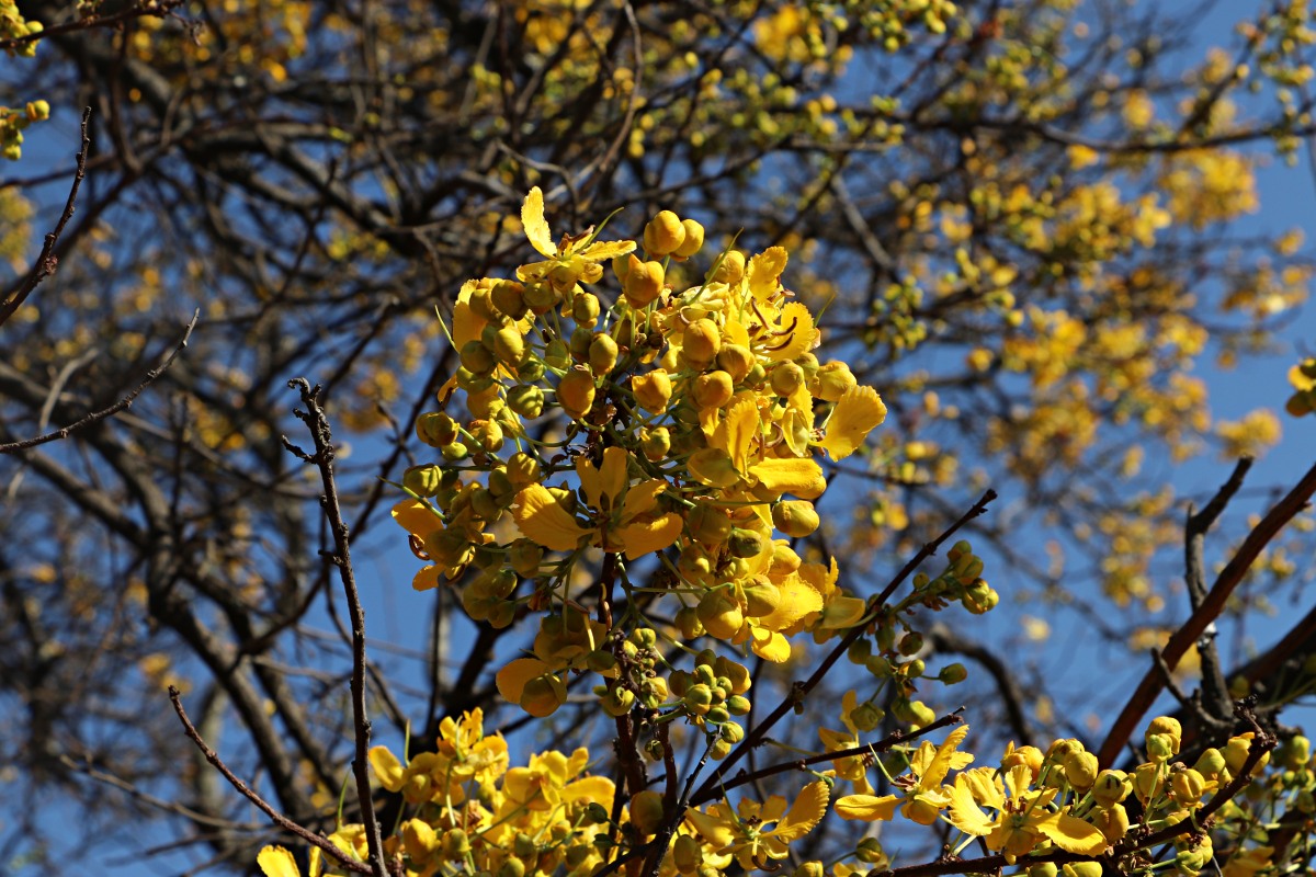 Senna singueana
