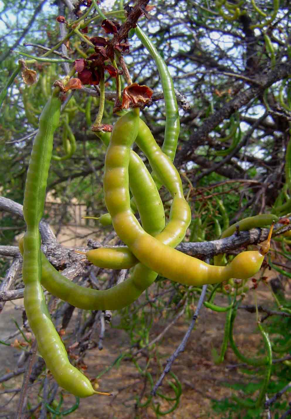 Senna singueana