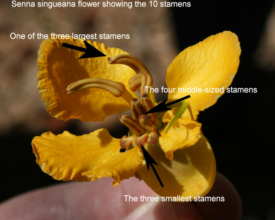 Senna singueana