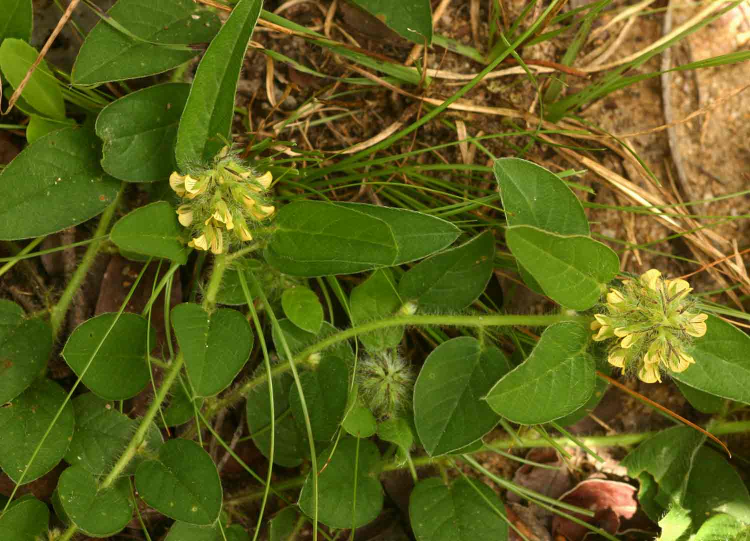 Crotalaria anthyllopsis