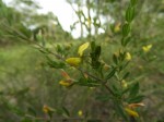 Crotalaria caudata