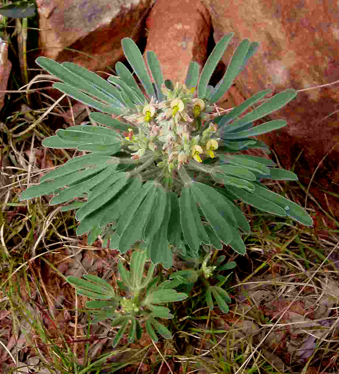 Crotalaria cephalotes