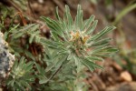 Crotalaria cephalotes