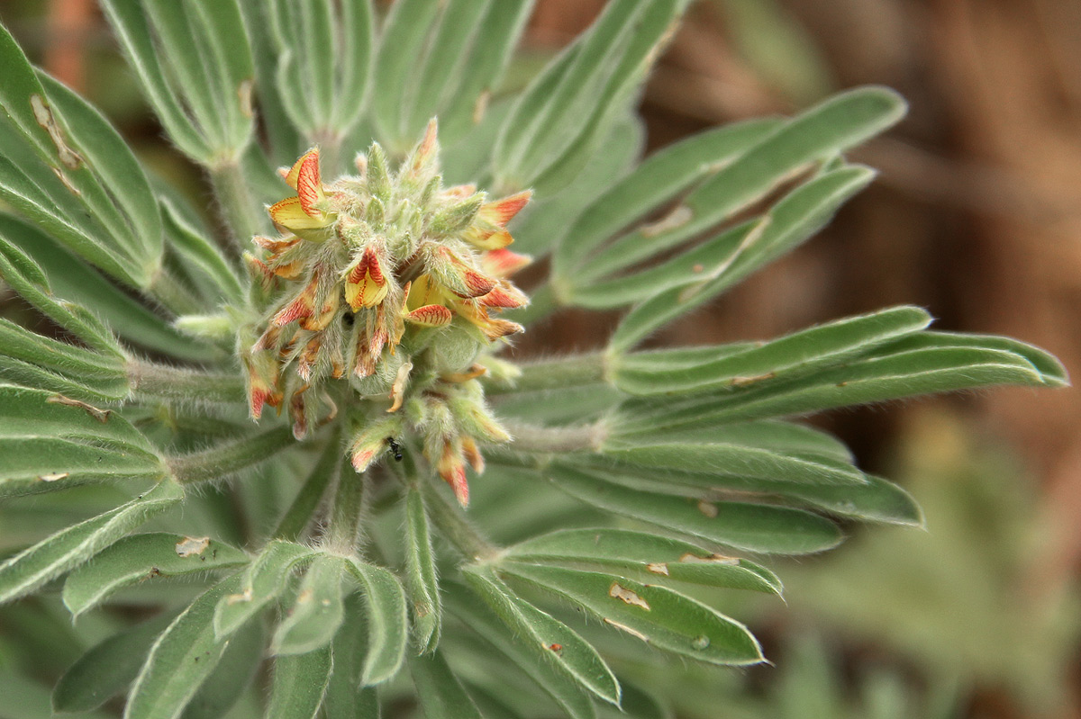 Crotalaria cephalotes