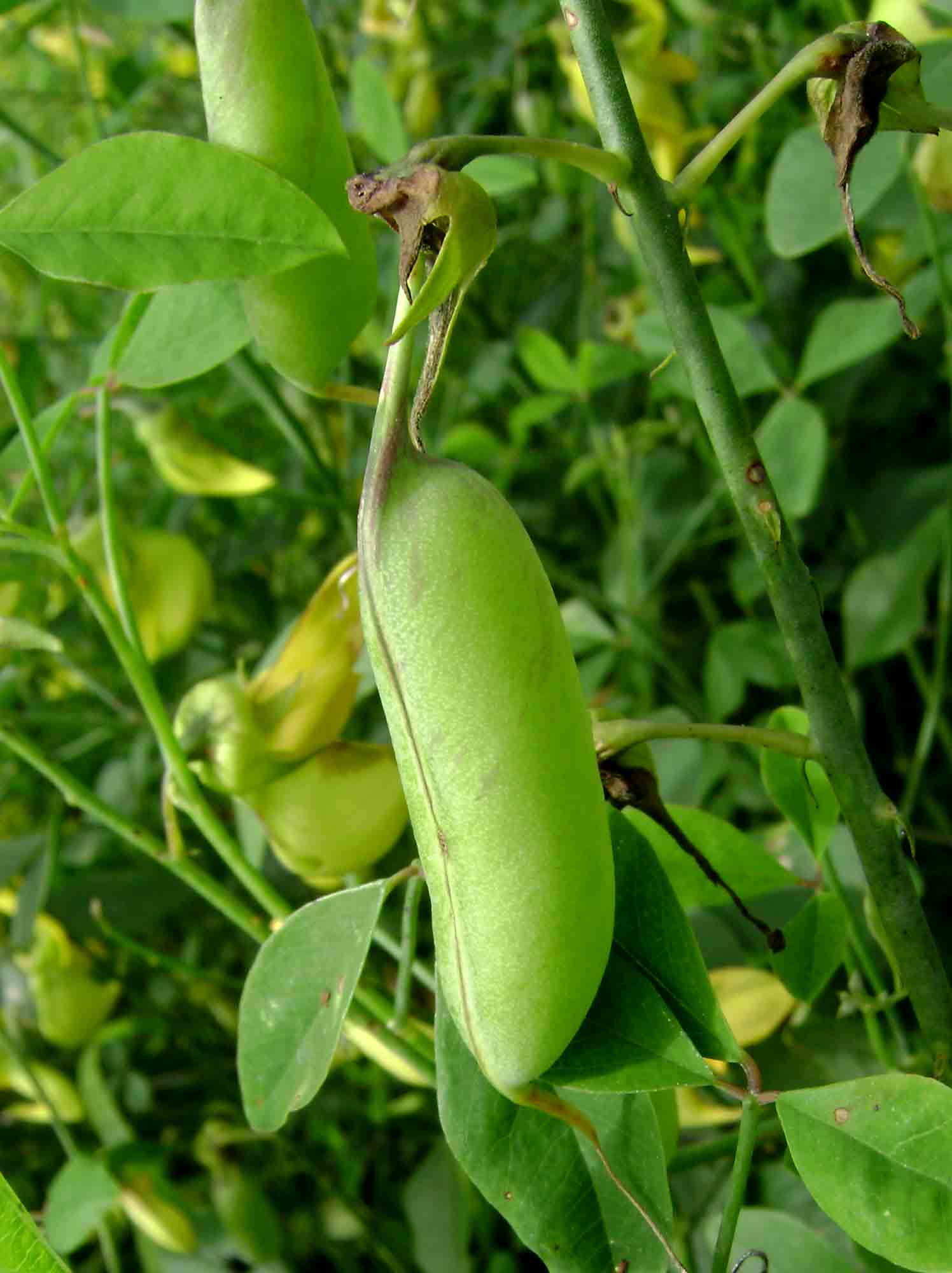 Crotalaria laburnifolia subsp. laburnifolia
