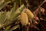 Crotalaria lachnocarpoides