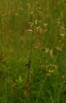 Crotalaria ochroleuca