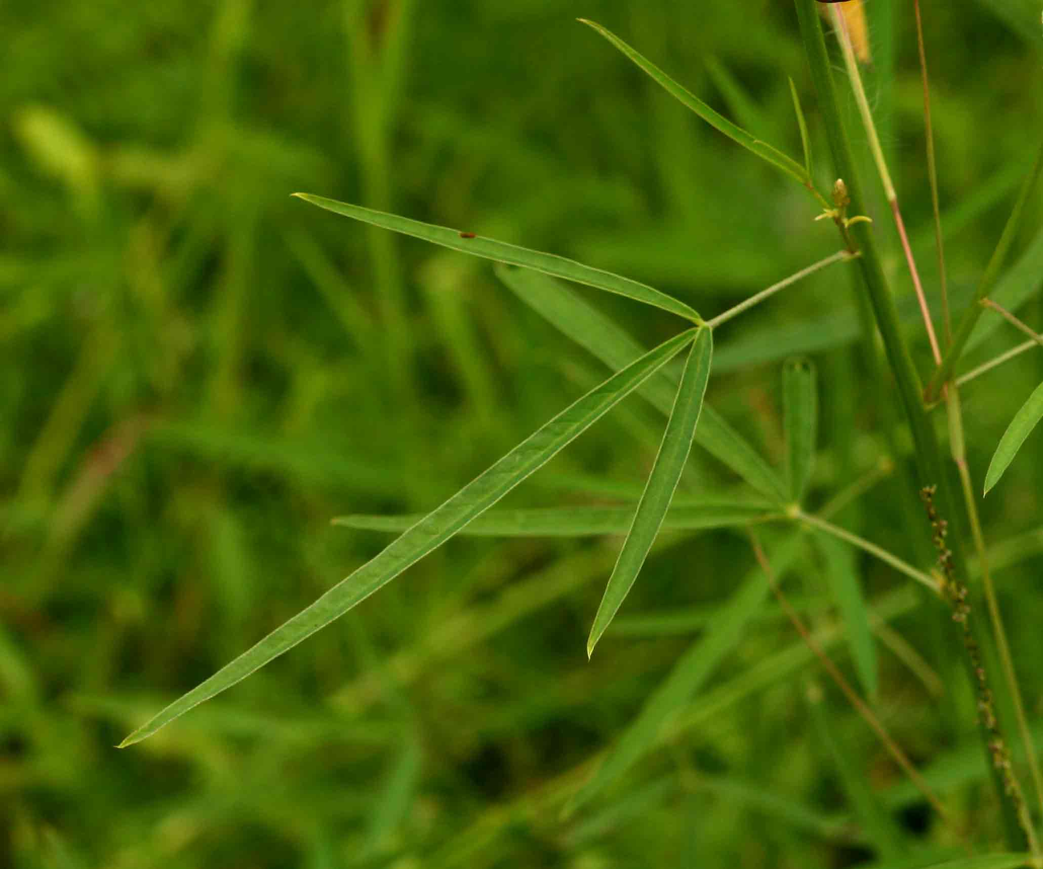 Crotalaria ochroleuca