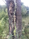 Crotalaria ochroleuca