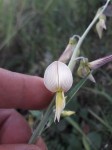 Crotalaria ochroleuca