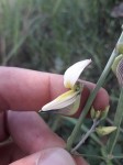 Crotalaria ochroleuca