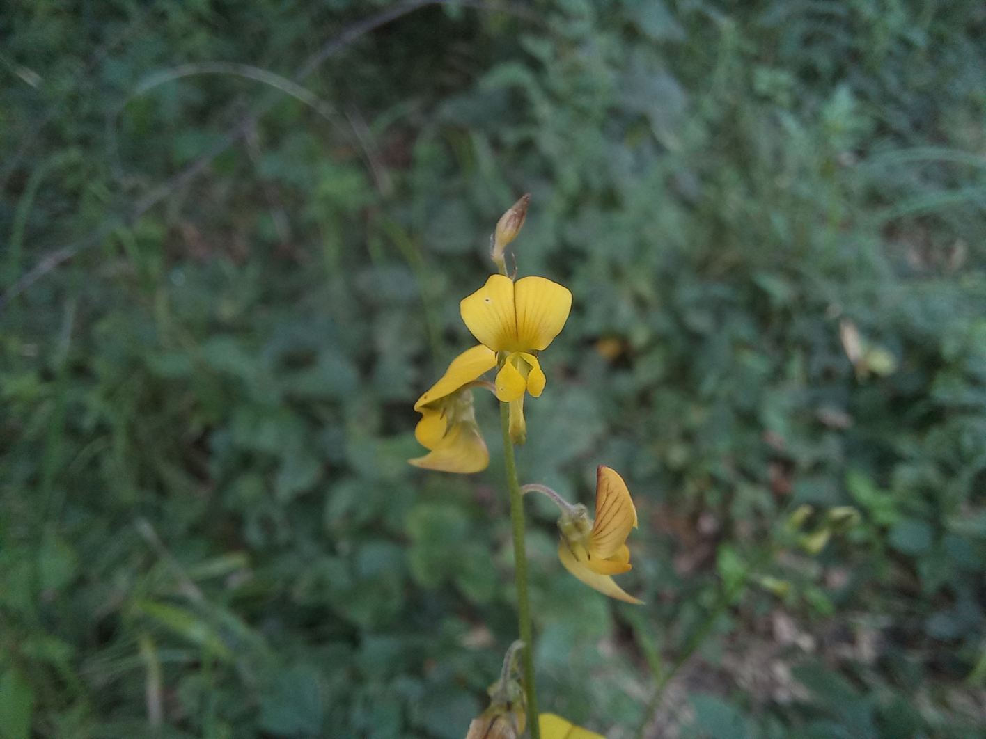 Crotalaria spartea Crotalaria spartea