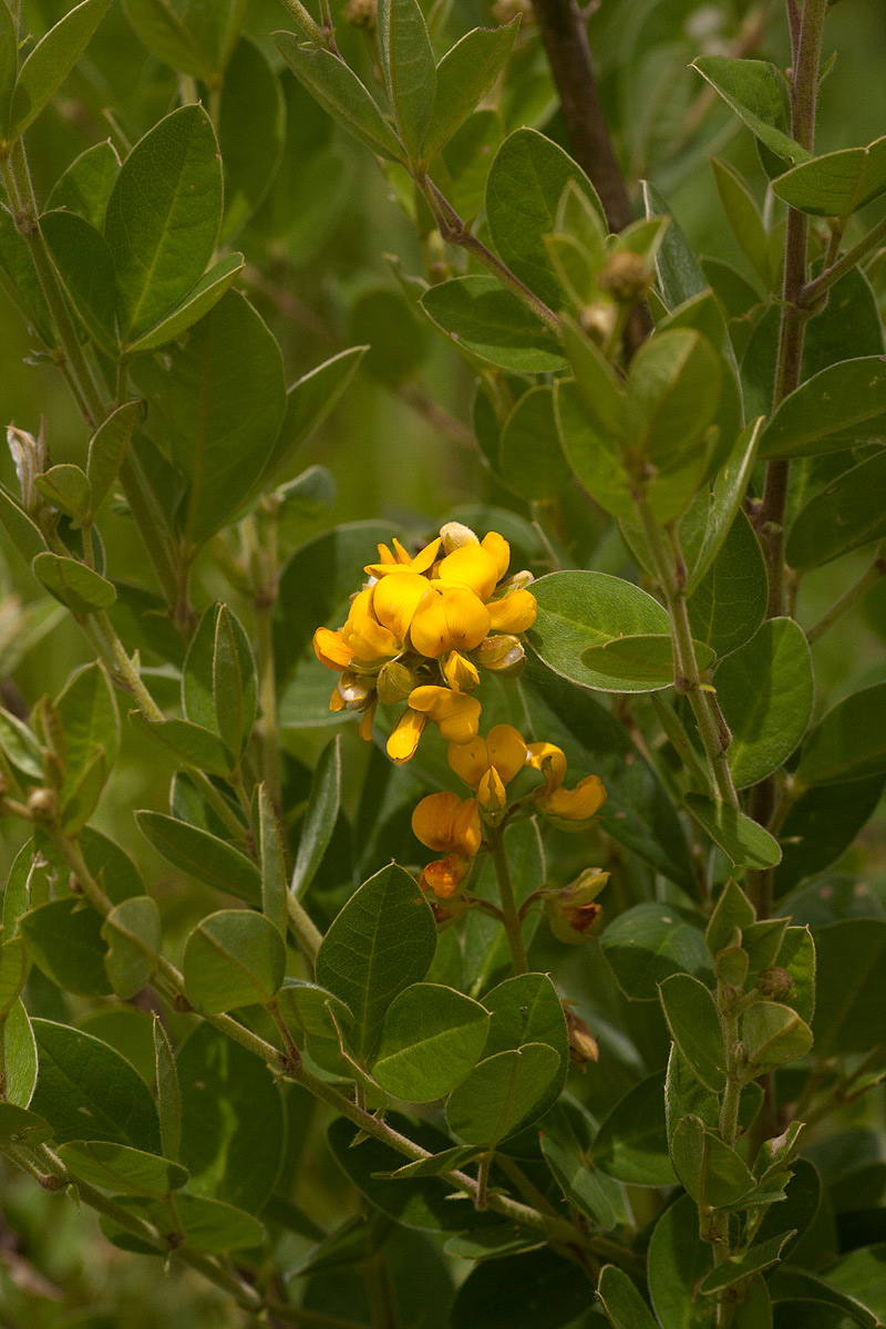 Argyrolobium tomentosum