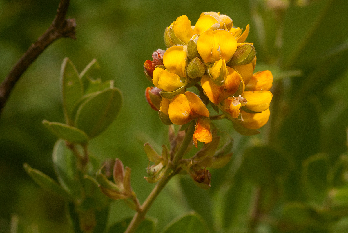 Argyrolobium tomentosum