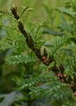Indigofera arrecta