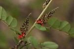 Indigofera arrecta
