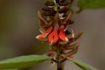 Indigofera arrecta