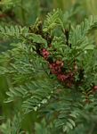Indigofera arrecta