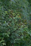 Indigofera arrecta