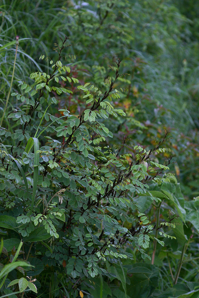 Indigofera arrecta