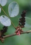 Indigofera arrecta