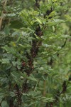 Indigofera arrecta
