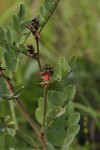 Indigofera arrecta