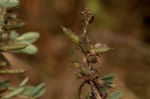 Indigofera atriceps subsp. atriceps