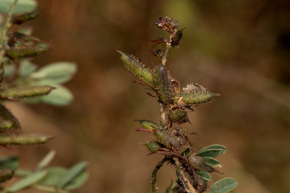 Indigofera atriceps subsp. atriceps