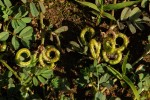 Indigofera circinella