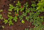 Indigofera oxalidea