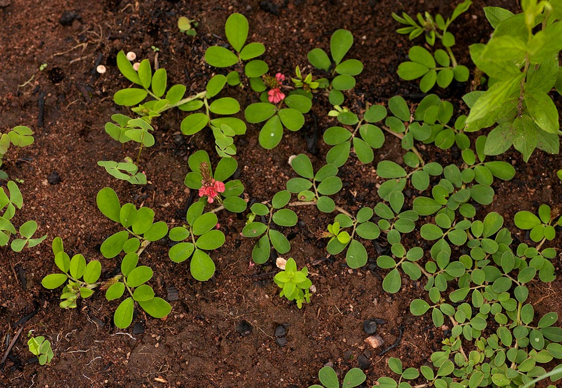 Indigofera oxalidea