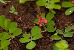 Indigofera oxalidea