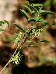 Indigofera rhynchocarpa