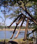 Indigofera rhynchocarpa
