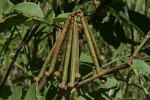 Indigofera rhynchocarpa