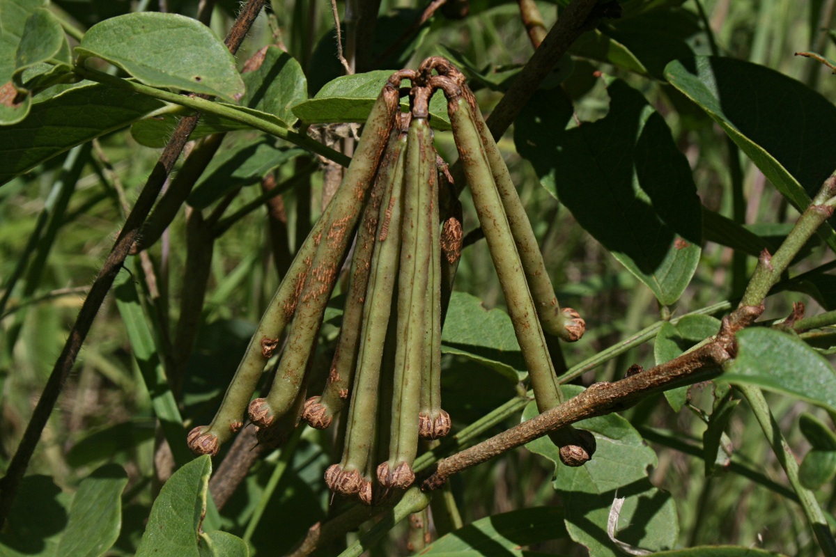Indigofera rhynchocarpa