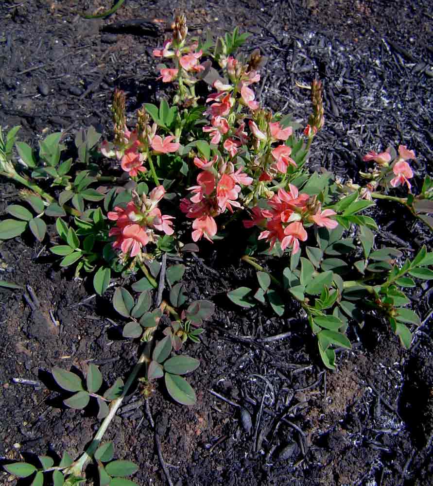 Indigofera spicata