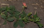 Indigofera spicata