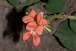 Indigofera spicata