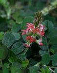 Indigofera spicata