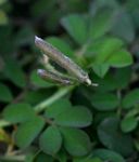 Indigofera spicata