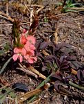 Indigofera spicata