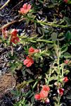Indigofera spicata