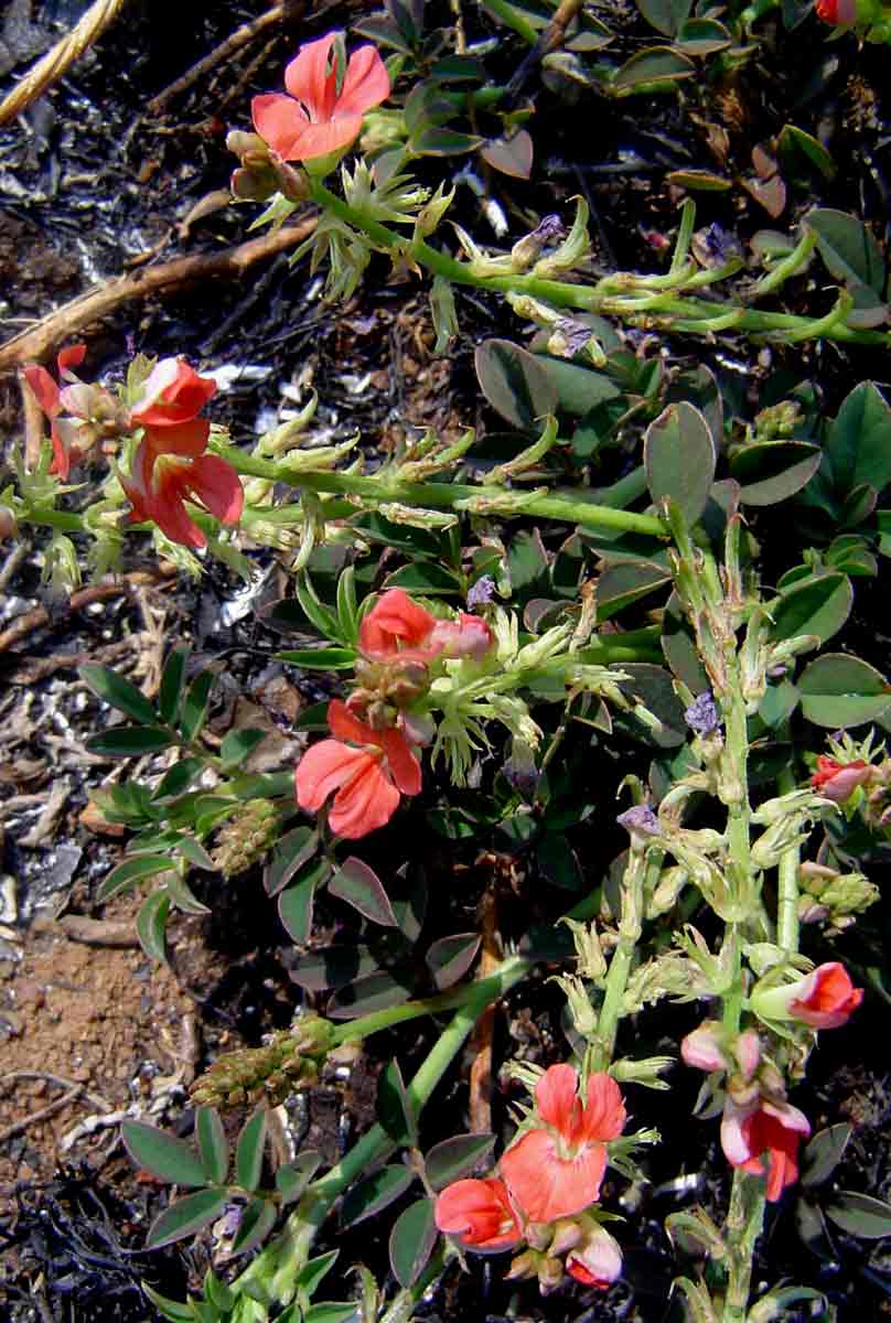 Indigofera spicata