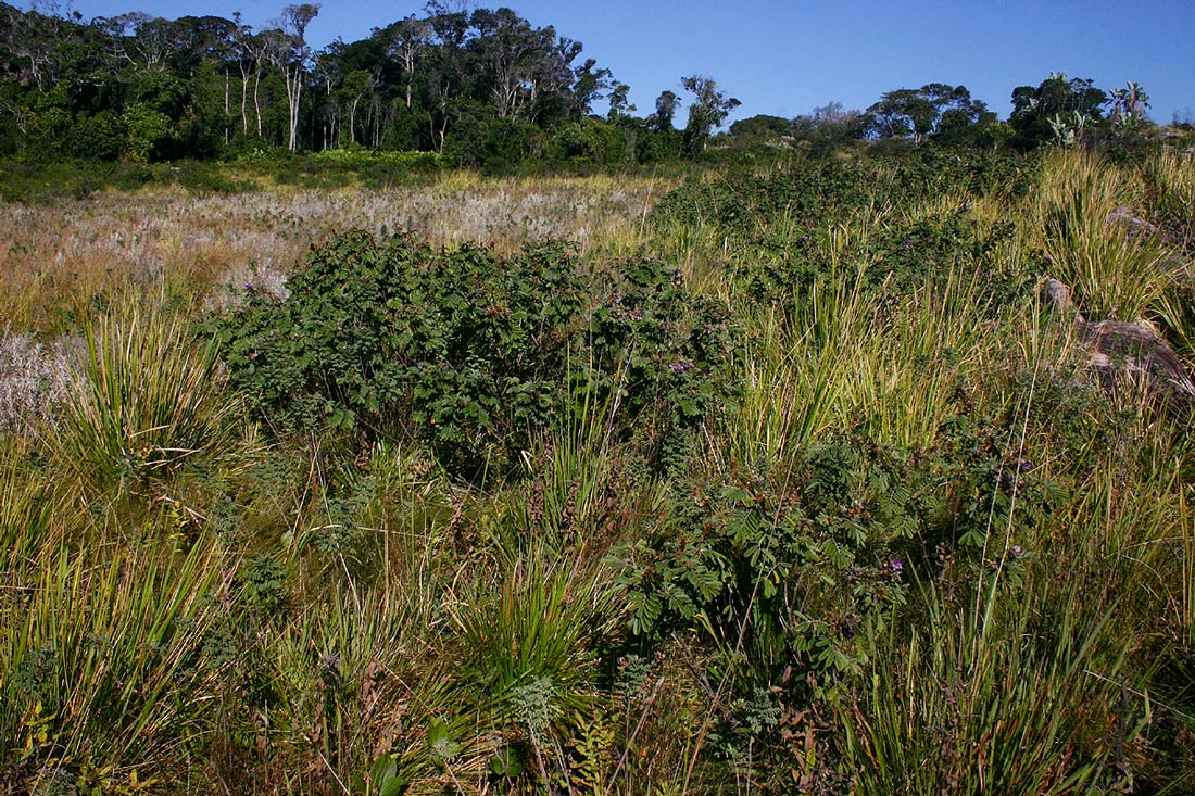 Tephrosia aequilata